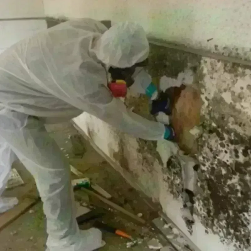 Mold Remediation and Removal in Lakeport, CA